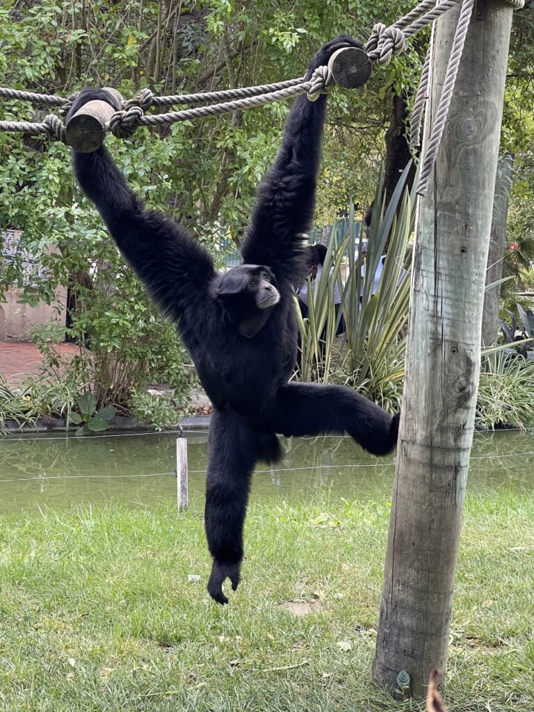 zoo lisbonne, zoo de lisbonne, jardim zoológico lisboa , singe lisbonne